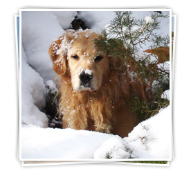 Golden Retriever in the snow